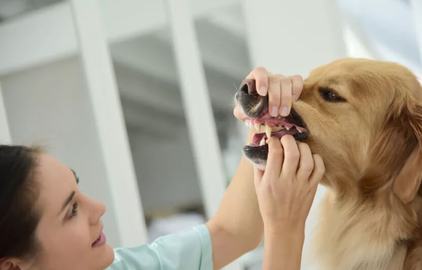 Ветеринар проверяет слизистые